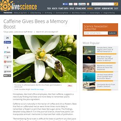 Caffeine Gives Bees a Memory Boost