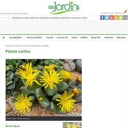 Plante caillou, Lithops : planter, cultiver, multiplier