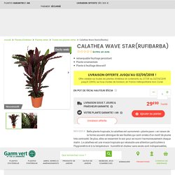 Calathea Wave Star(rufibarba) En pot de 19cm, hauteur 85cm - Gamm Vert