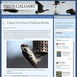 Calgary City Nature Challenge Results - Birds Calgary