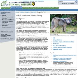 Story of Wolf OR-7 - California Department of Fish and Game