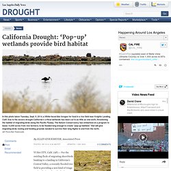 California Drought: ‘Pop-up’ wetlands provide bird habitat
