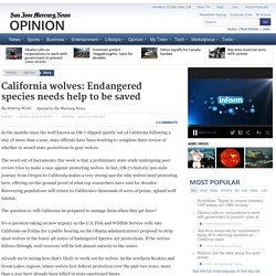 California wolves: Endangered species needs help to be saved