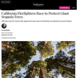 California Firefighters Race to Protect Giant Sequoia Trees