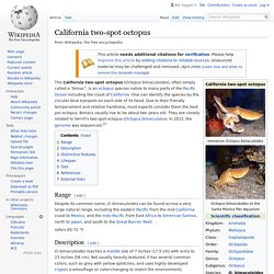 California two-spot octopus - Wikipedia