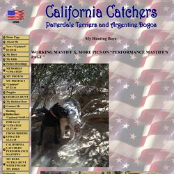 California Catchers - Patterdale Terriers and Argentine Dogos - California