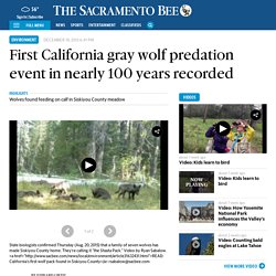 First California gray wolf predation event in nearly 100 years recorded