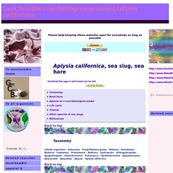 Aplysia californica, sea slug, sea hare - model organism for memory and learning