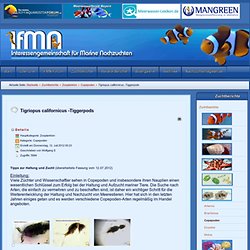Tigriopus californicus -Tiggerpods - IFMN