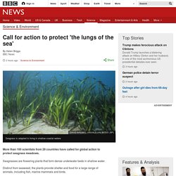 Call for action to protect 'the lungs of the sea'