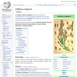 Calluna vulgaris