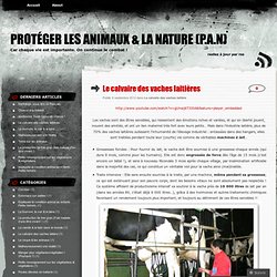 Le calvaire des vaches laitières « Protéger les Animaux & la Nature (P.A.N)