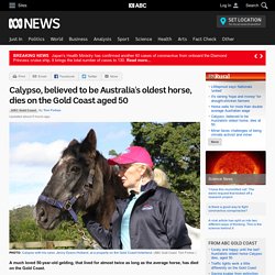 Calypso, believed to be Australia's oldest horse, dies on the Gold Coast aged 50