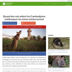 Quand des rats aident les Cambodgiens à débusquer les mines antipersonnel