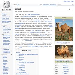 WIKIPEDIA – Camel.