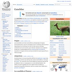 WIKIPEDIA - Camelidae.