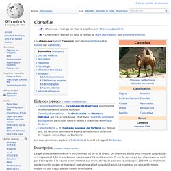 WIKIPEDIA – Camelus.
