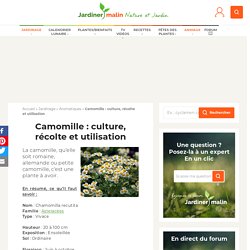 Camomille : culture, récolte, bienfaits et vertus