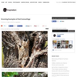 Stunning Examples of Owl Camouflage