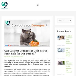 Can Cats Eat Oranges