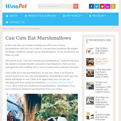 Can Cats Eat Marshmallows - WewPet