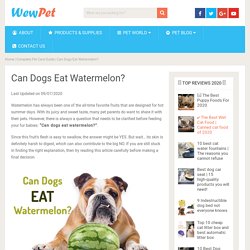 Can Dogs Eat Watermelon? - WewPet