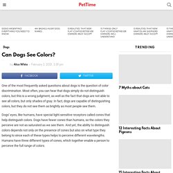 Can Dogs See Colors? - PetTime