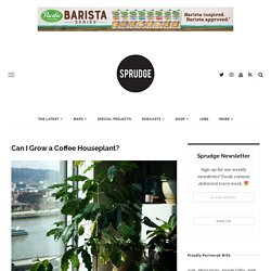 Can I Grow a Coffee Houseplant?
