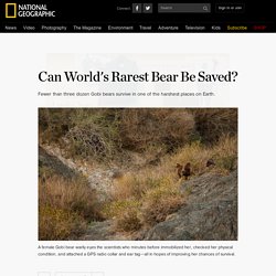 Can World's Rarest Bear Be Saved?