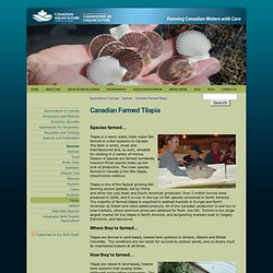Canadian Farmed Tilapia : Species: Aquaculture in Canada: Canadian Aquaculture Industry Alliance