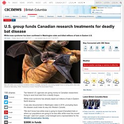 CBC NEWS 24/09/17 U.S. group funds Canadian research treatments for deadly bat disease