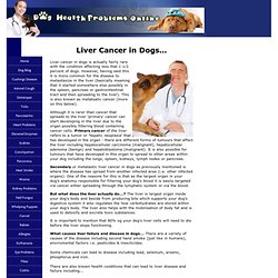Liver Cancer in Dogs, Signs of Liver Problems, Prevention