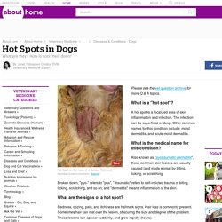 Canine Hot Spots (Signs, Causes, Treatment)