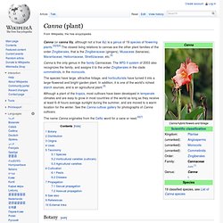 Canna (plant)