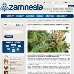 Au-delà des cannabinoïdes : les flavonoïdes, terpènes et terpénoïdes du cannabis - Zamnesia