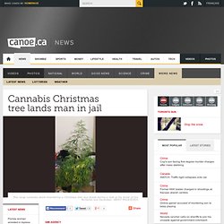 Cannabis Christmas tree lands man in jail