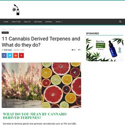 11 Cannabis Derived Terpenes and What do they do?