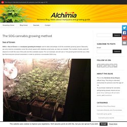 The SOG cannabis growing method - Alchimia blog