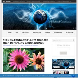 Six Non-Cannabis Plants That Are High In Healing Cannabinoids
