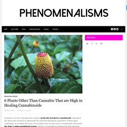 6 Plants Other Than Cannabis That are High in Healing Cannabinoids - PhenomenalismsPhenomenalisms
