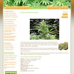 Cannabis seeds Ganja Dwarf - marijuana seeds strains