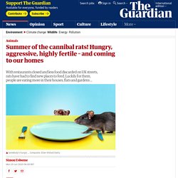 Summer of the cannibal rats! Hungry, aggressive, highly fertile – and coming to our homes