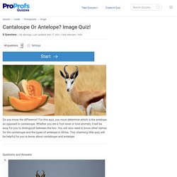 Cantaloupe Or Antelope? Image Quiz!