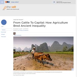From Cattle To Capital: How Agriculture Bred Ancient Inequality : The Salt