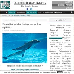 Pourquoi tant de bébés dauphins meurent-ils en captivité ? - Dauphinlibre.be