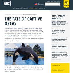 Orca captivity facts - WDC, Whale and Dolphin Conservation