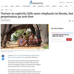 Torture in captivity kills more elephants in Kerala, but perpetrators go scot-free