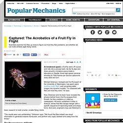 Captured: The Acrobatics of a Fruit Fly in Flight