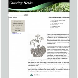 How to grow caraway (carum carvi)- growing herbs