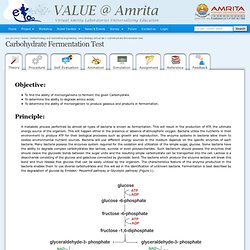 Carbohydrate Fermentation Test (Theory) : Microbiology Virtual Lab I : Biotechnology and Biomedical Engineering : Amrita Vishwa Vidyapeetham Virtual Lab